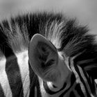 Zebrafrisur