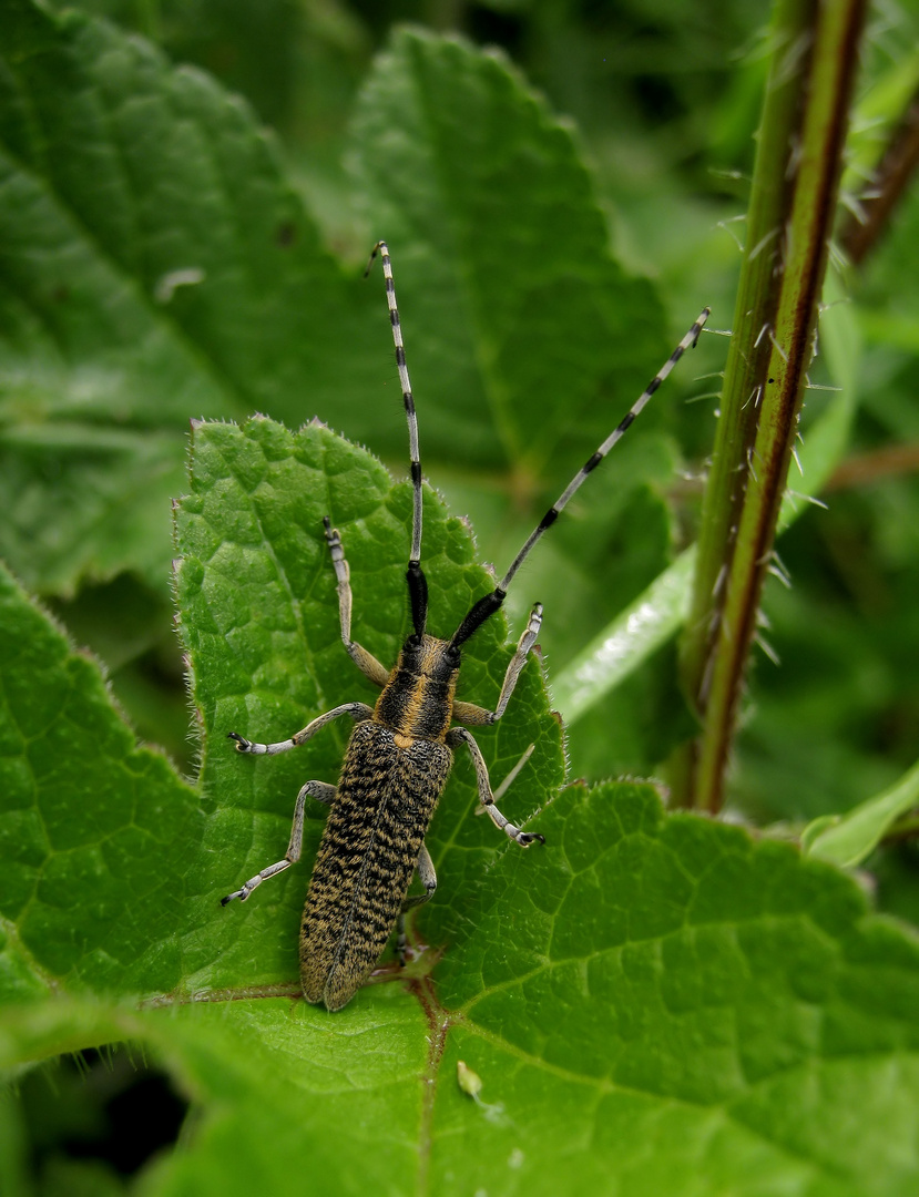 Zebrafühler