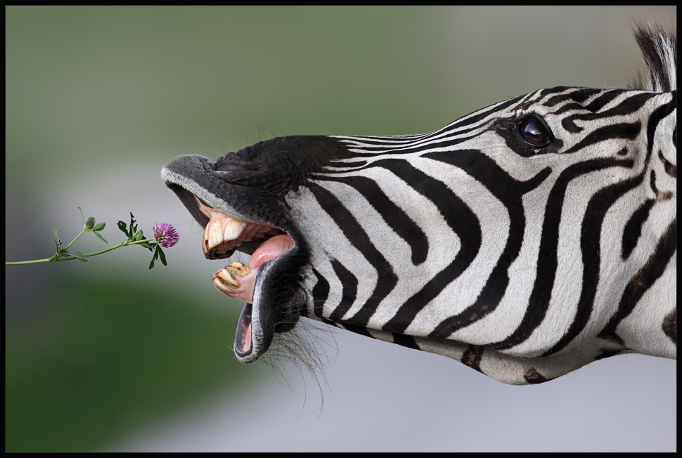 Zebrafütterung