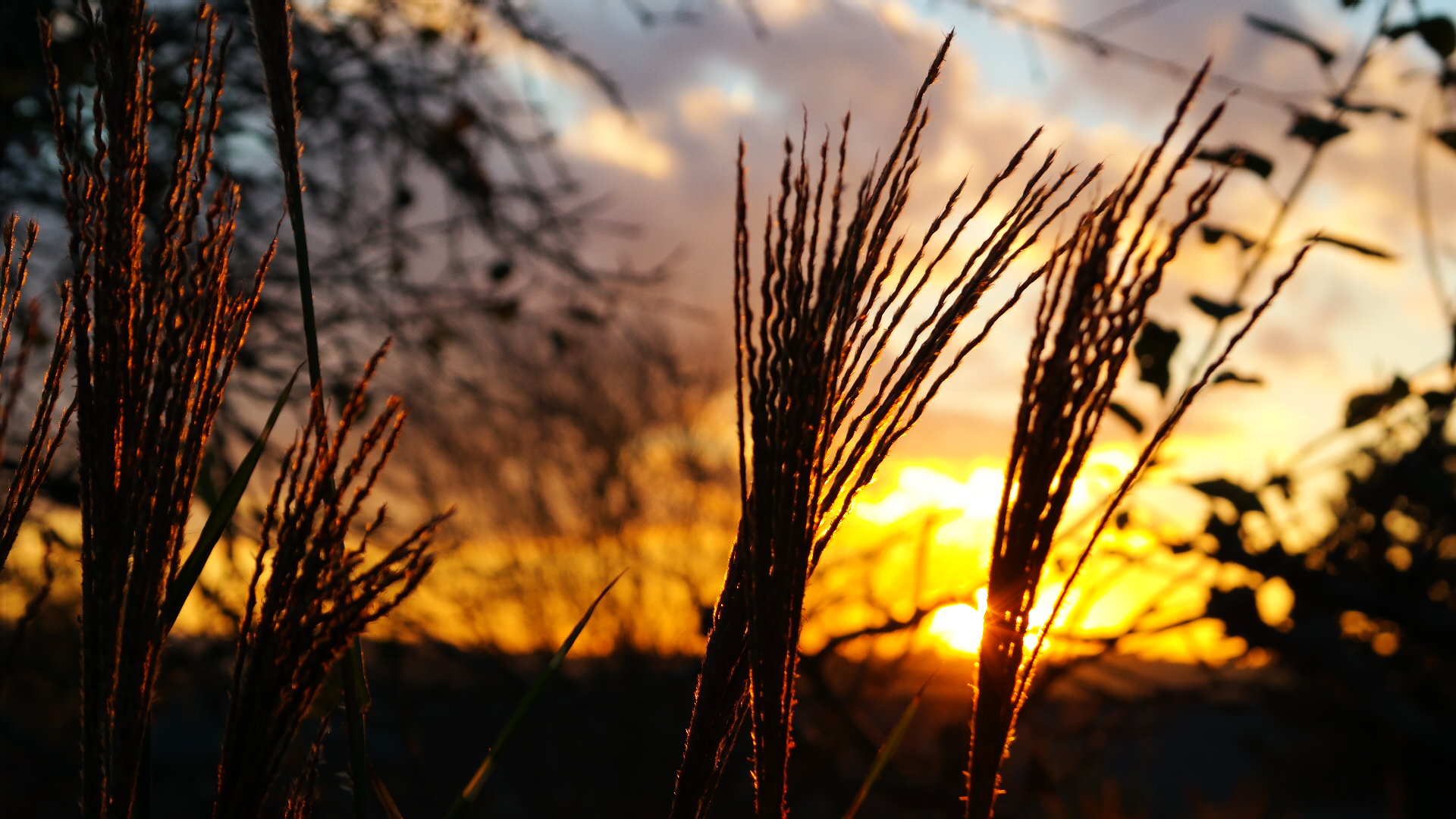 Zebragras im Herbst