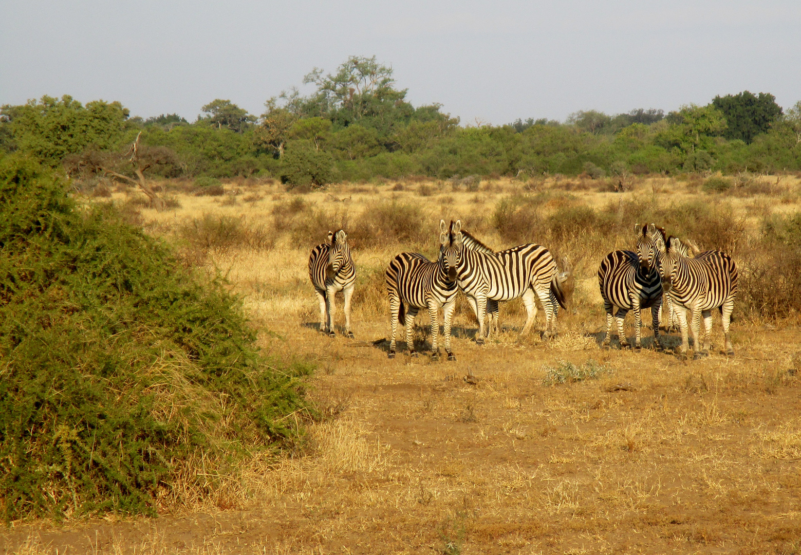 Zebragruppe