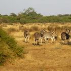 Zebragruppe