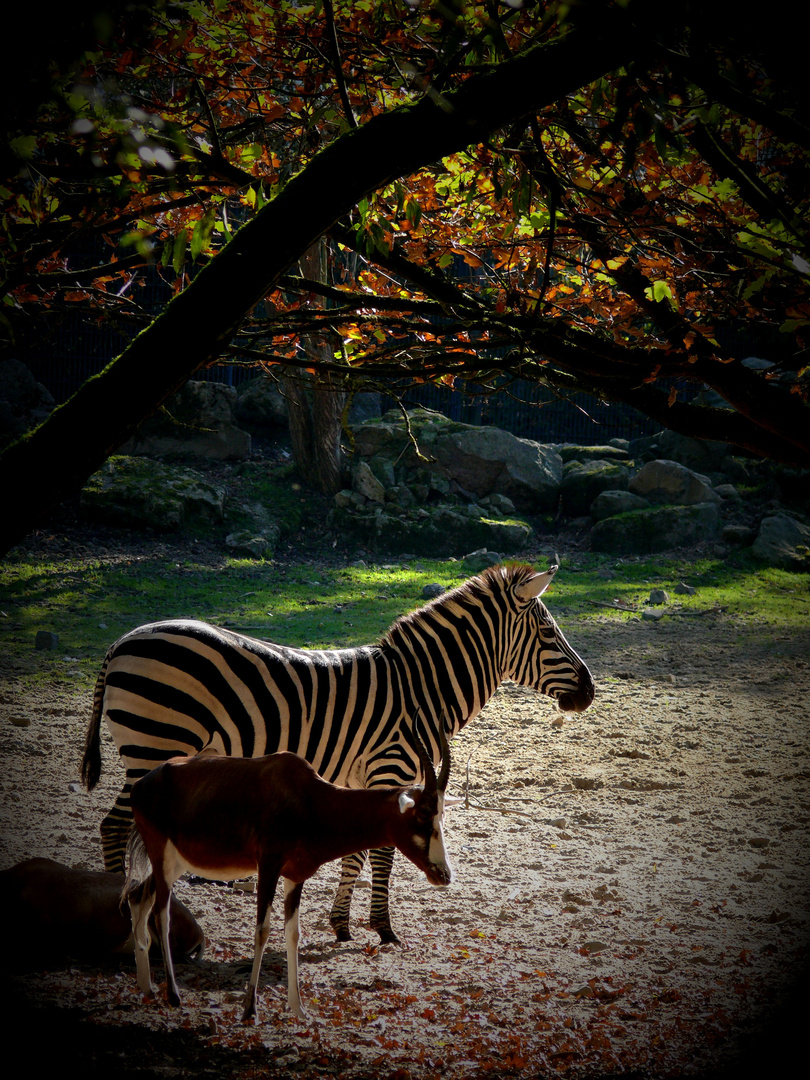 Zebraherbst