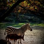 Zebraherbst