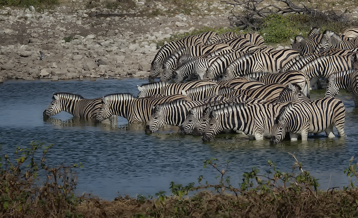 Zebraherde