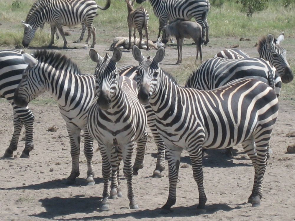 Zebraherde von Jambo2007 