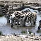 Zebraherde am Wasserloch