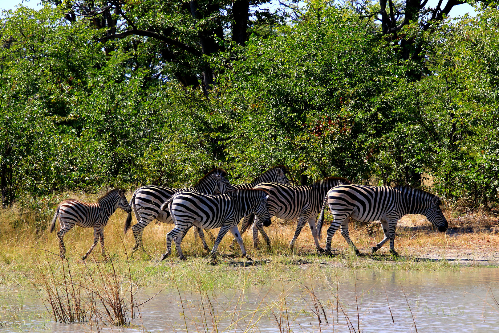 Zebraherde am Wasserloch