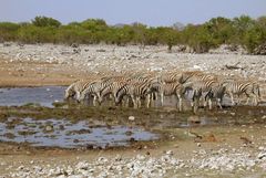 Zebraherde am Wasserloch