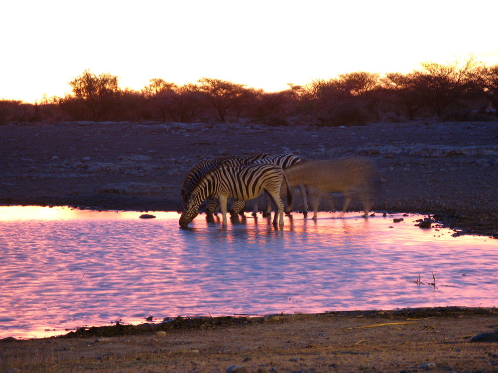 Zebraherde an Wasserloch im Sonnenuntergang in Namibia