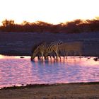 Zebraherde an Wasserloch im Sonnenuntergang in Namibia