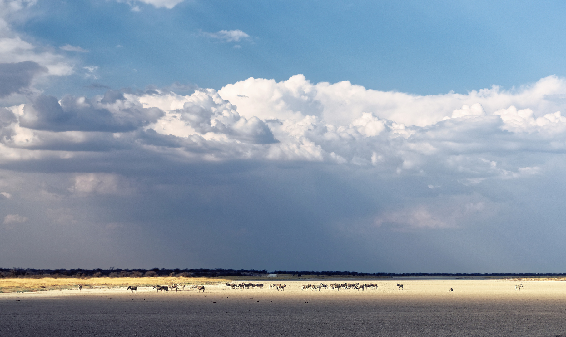 Zebraherde im Etosha-Park