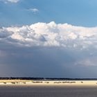 Zebraherde im Etosha-Park