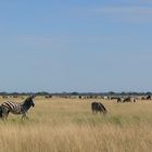 Zebraherde im Savute des Chobe National Parks