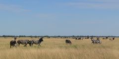 Zebraherde im Savute des Chobe National Parks