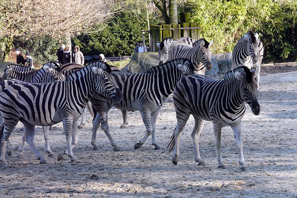 Zebraherde im Sonnenlicht