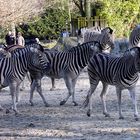 Zebraherde im Sonnenlicht