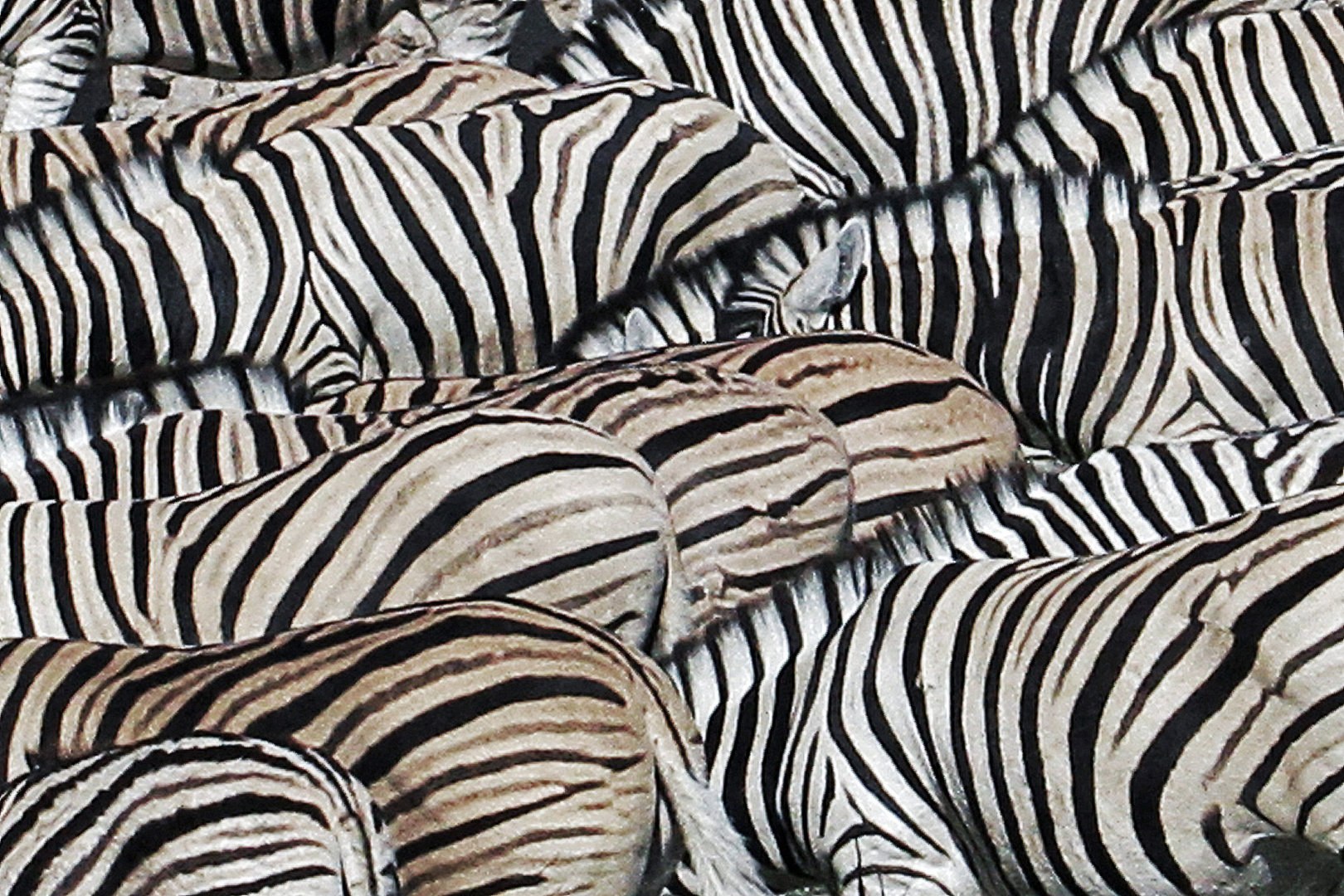 Zebraherde in der Etosha-Pfanne, Namibia