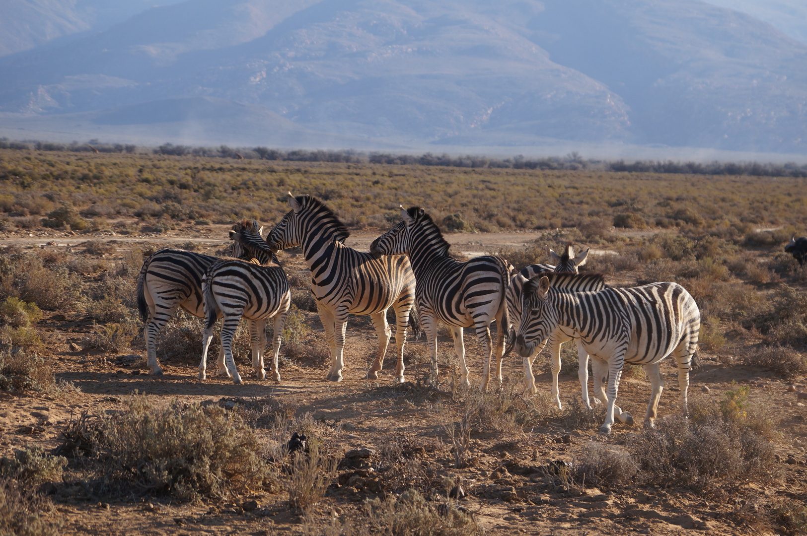 Zebraherde in freier Wildbahn