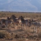 Zebraherde in freier Wildbahn