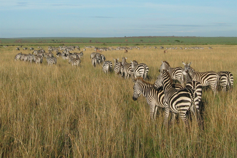 Zebraherde, Masai Mara