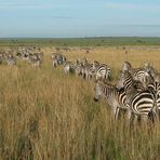 Zebraherde, Masai Mara