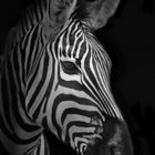 ZebraI