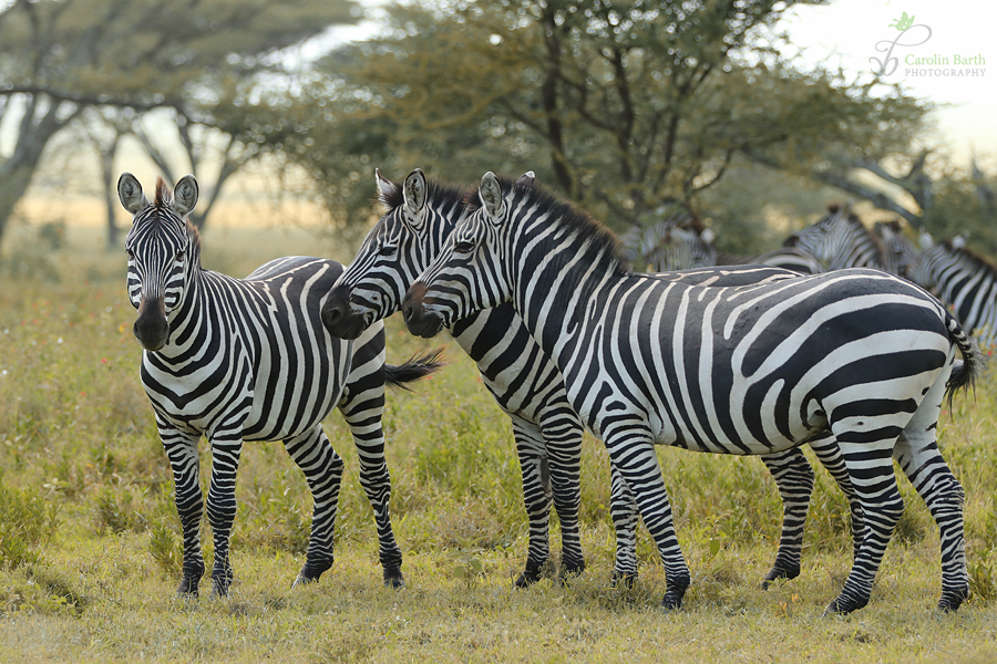 Zebraidylle in der Serengeti