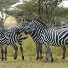 Zebraidylle in der Serengeti