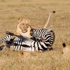 Zebrajagd