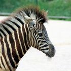 Zebrajunges