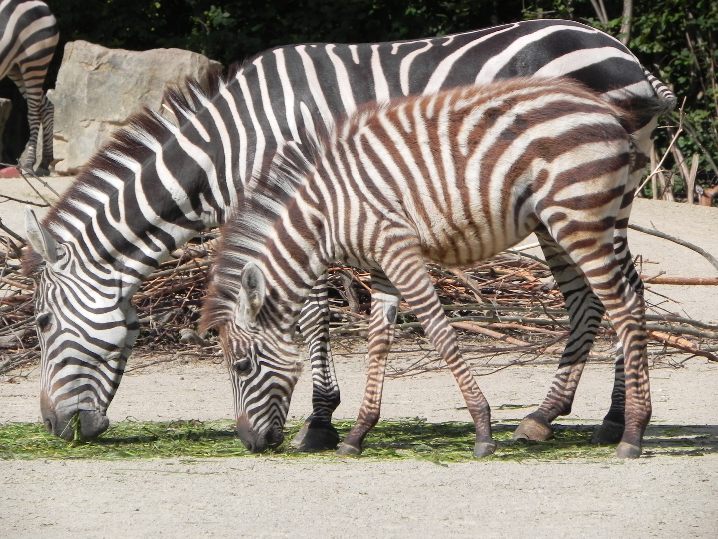 Zebrajunges + Muttertier