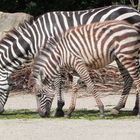 Zebrajunges + Muttertier