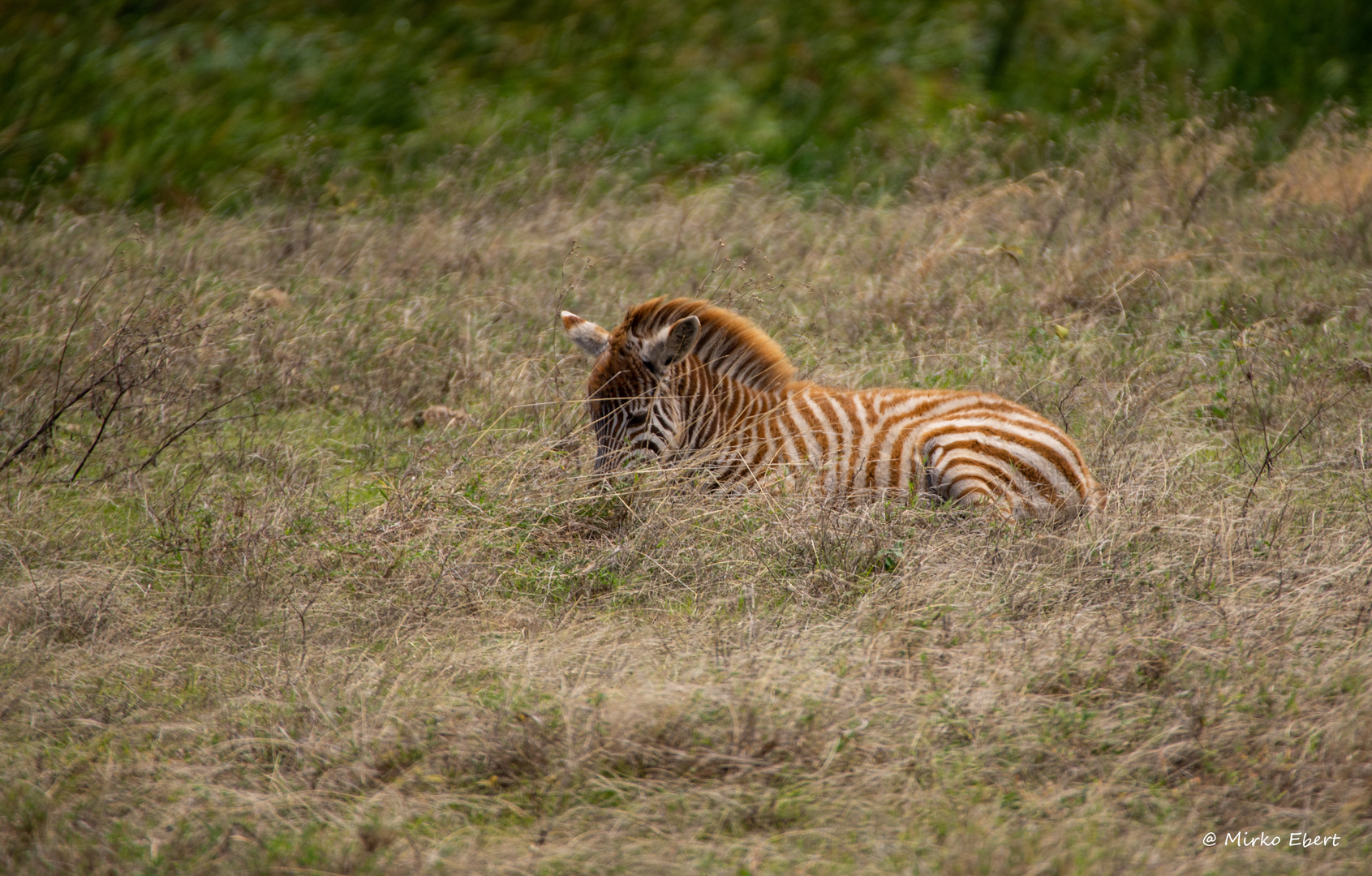 Zebrajunges Ngorongoro Krater