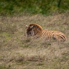 Zebrajunges Ngorongoro Krater