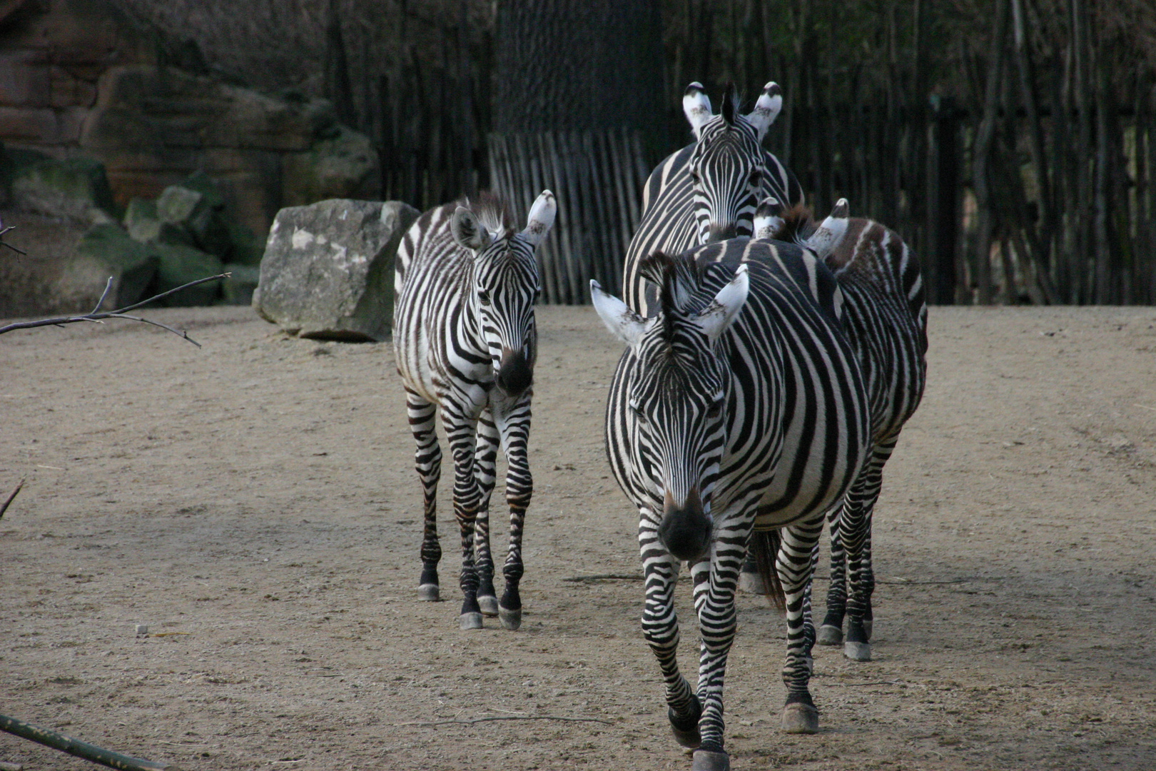 Zebrakolonne