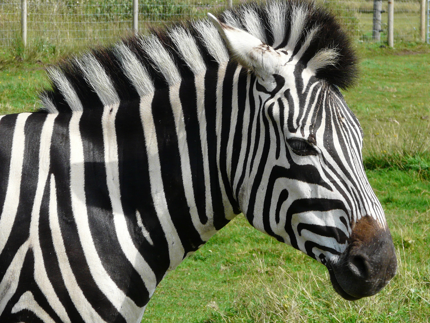 Zebrakopf