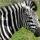 Zebrakopf