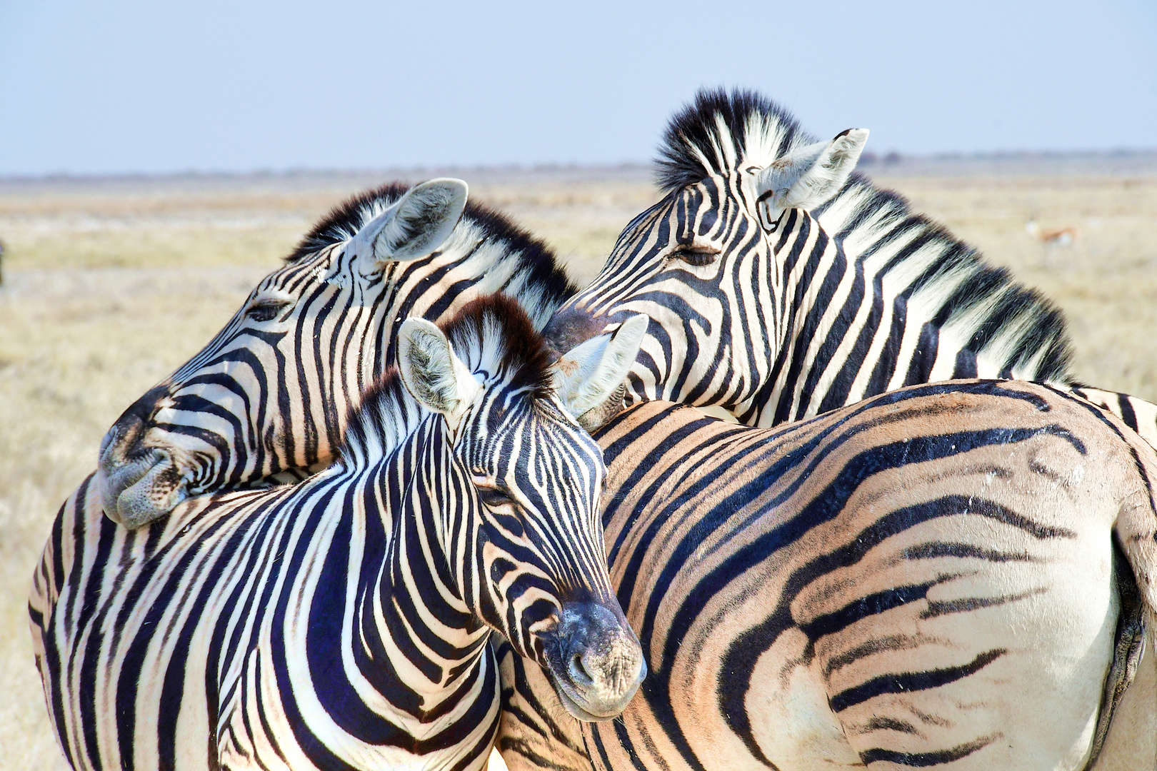 Zebrakuscheln