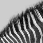 Zebramähne