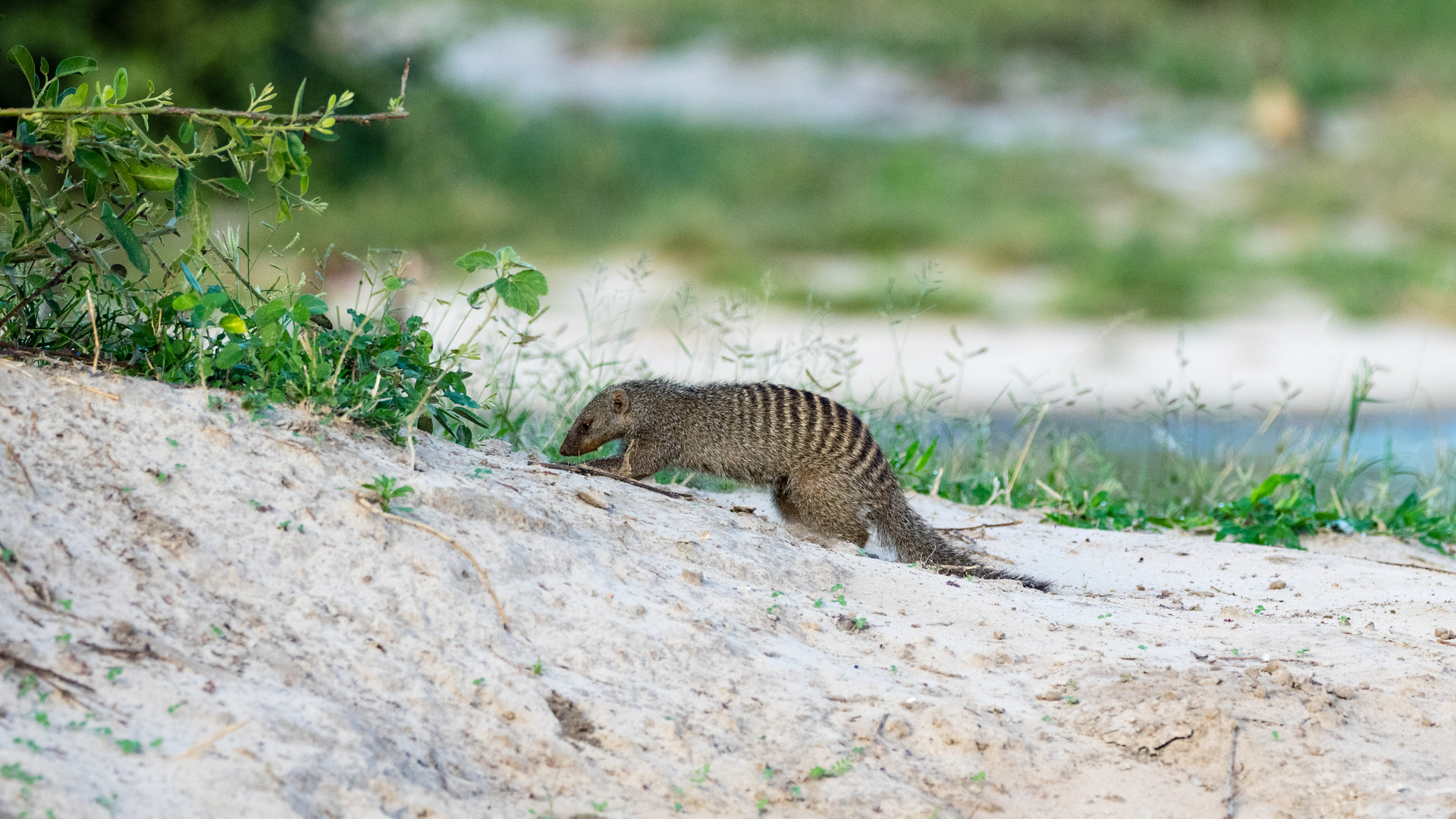 Zebramanguste - Banded Mongoose ( Mungo )