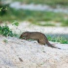 Zebramanguste - Banded Mongoose ( Mungo )