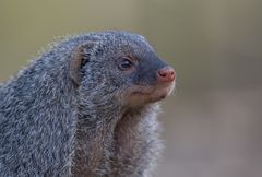 Zebramanguste