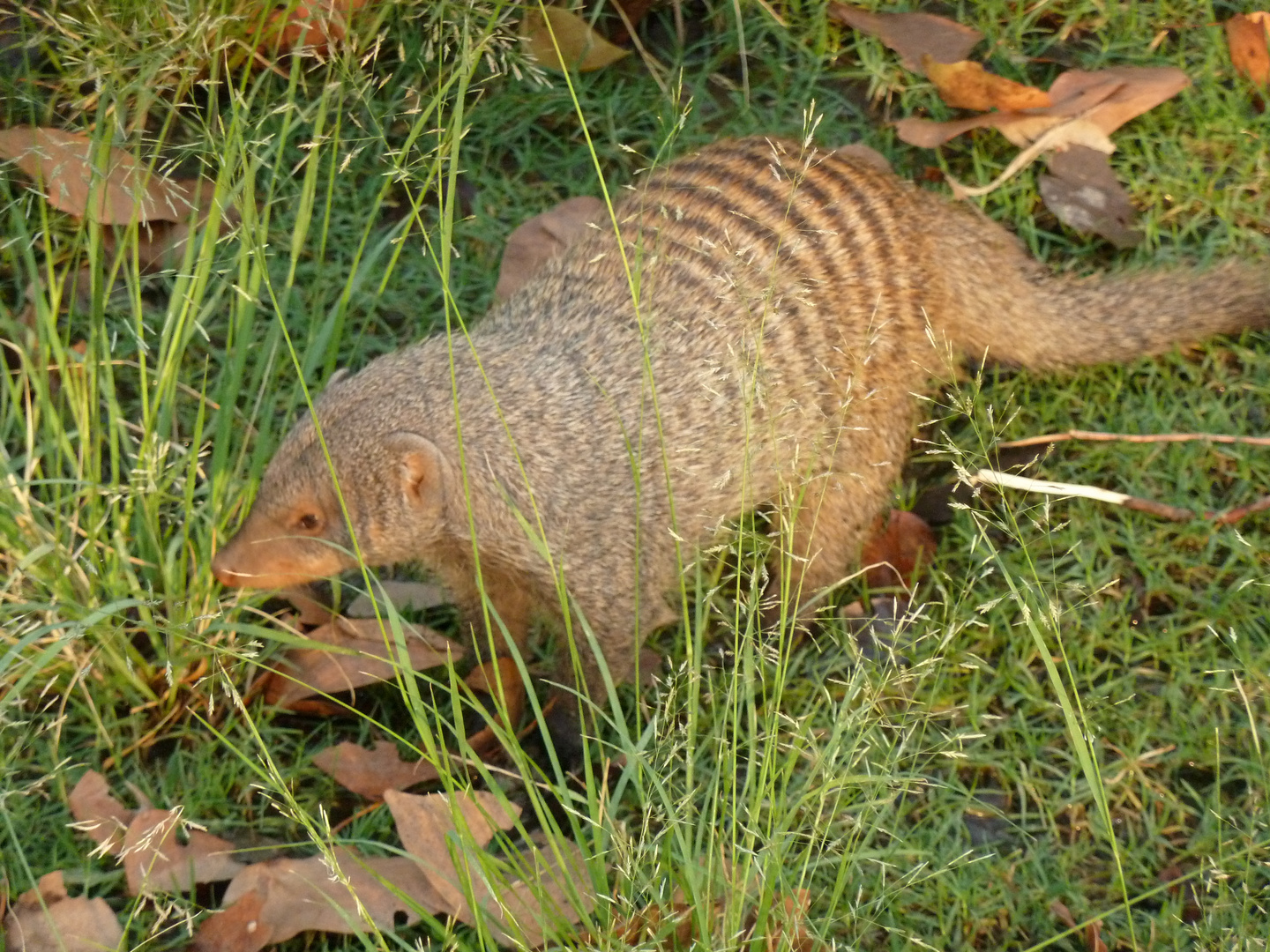 Zebramanguste im Camp beim Südluangwa NP