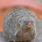 Zebramanguste im Tierpark Göppingen