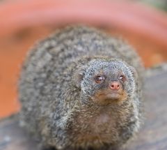 Zebramanguste im Tierpark Göppingen