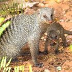 Zebramanguste & Junges (Mungos mungo), Kasane, Botswana