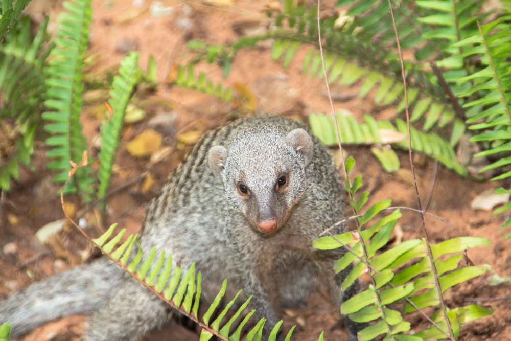 Zebramanguste (Mungos mungo), Kasane, Botswana