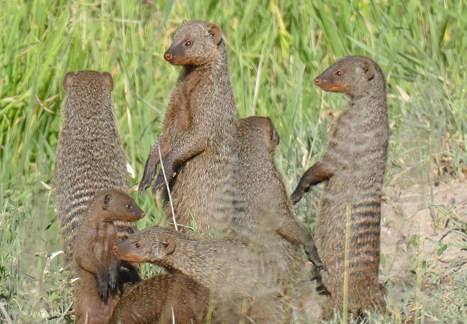 Zebramangusten in Tarangire