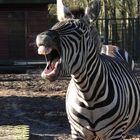 Zebra_N0196